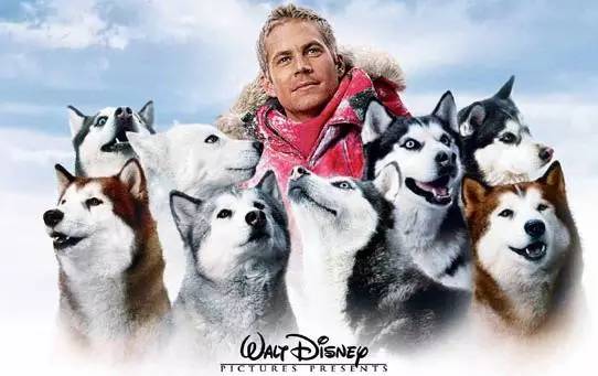 科技重塑情感，狗狗十大感動電影的視聽盛宴體驗