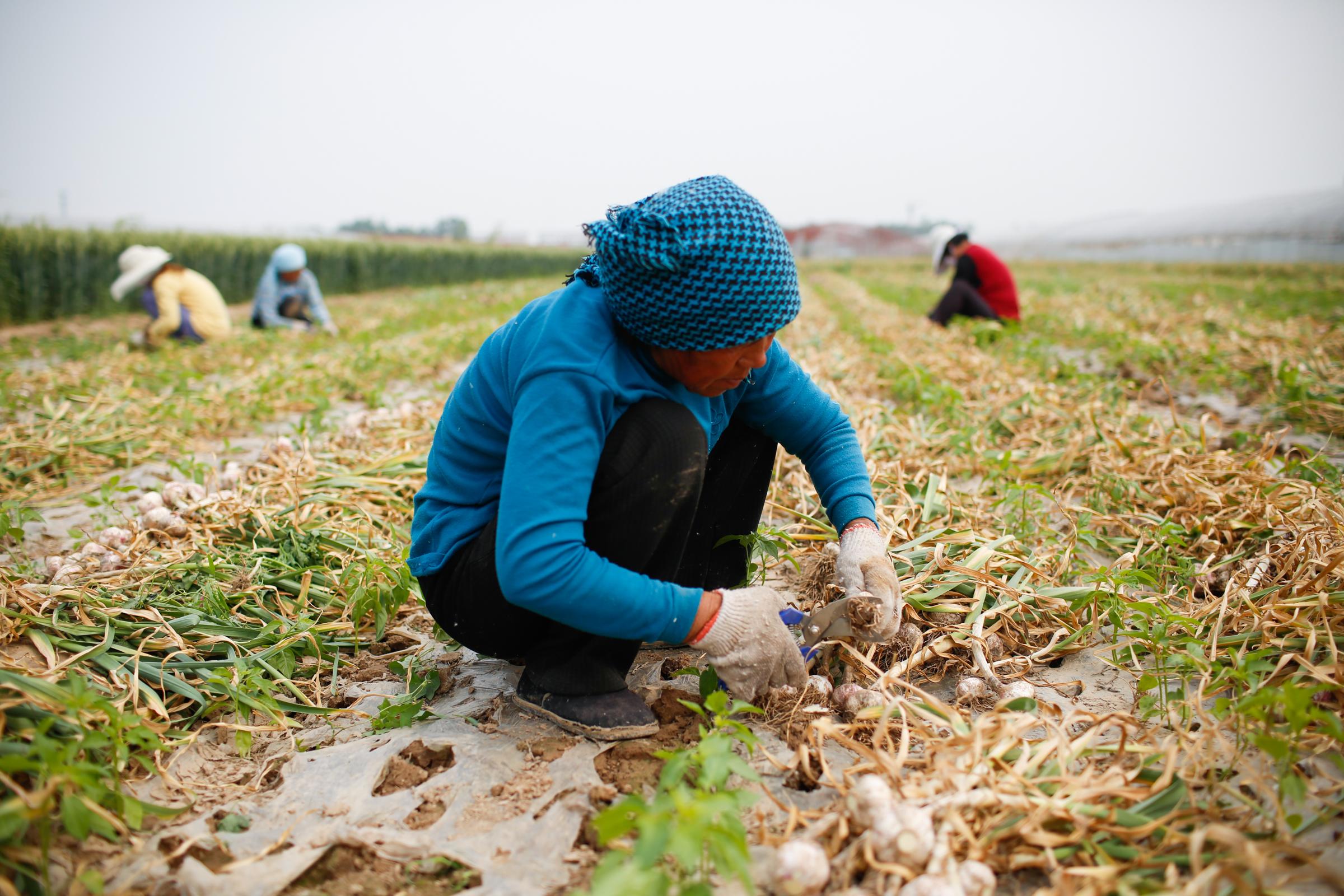 金鄉(xiāng)大蒜行情，繁榮蒜市背后的產(chǎn)業(yè)洞察與趨勢展望