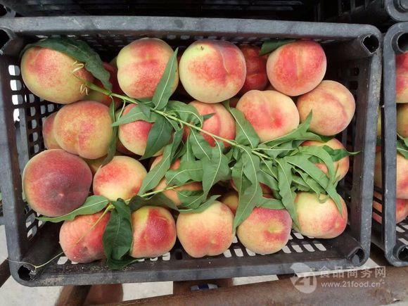 蜜桃行情,蜜桃行情——科技新品，顛覆你的想象！