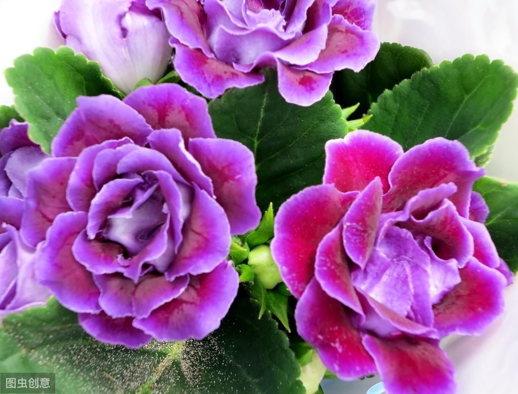 芙蓉渡演員表,芙蓉渡演員表