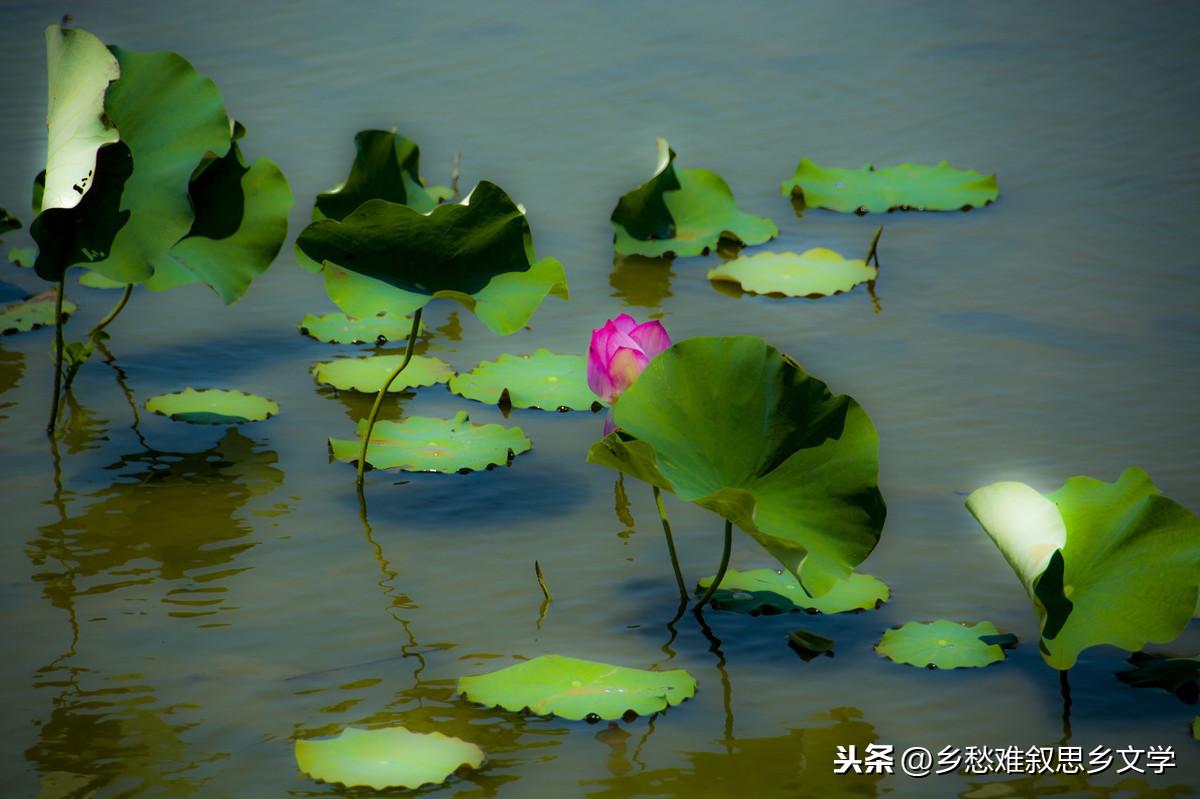 芙蓉渡演員表,芙蓉渡演員表