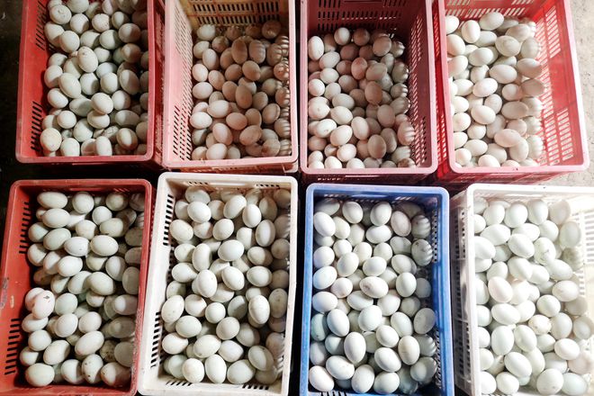 全國(guó)鴨蛋主產(chǎn)地行情動(dòng)態(tài)與資訊更新