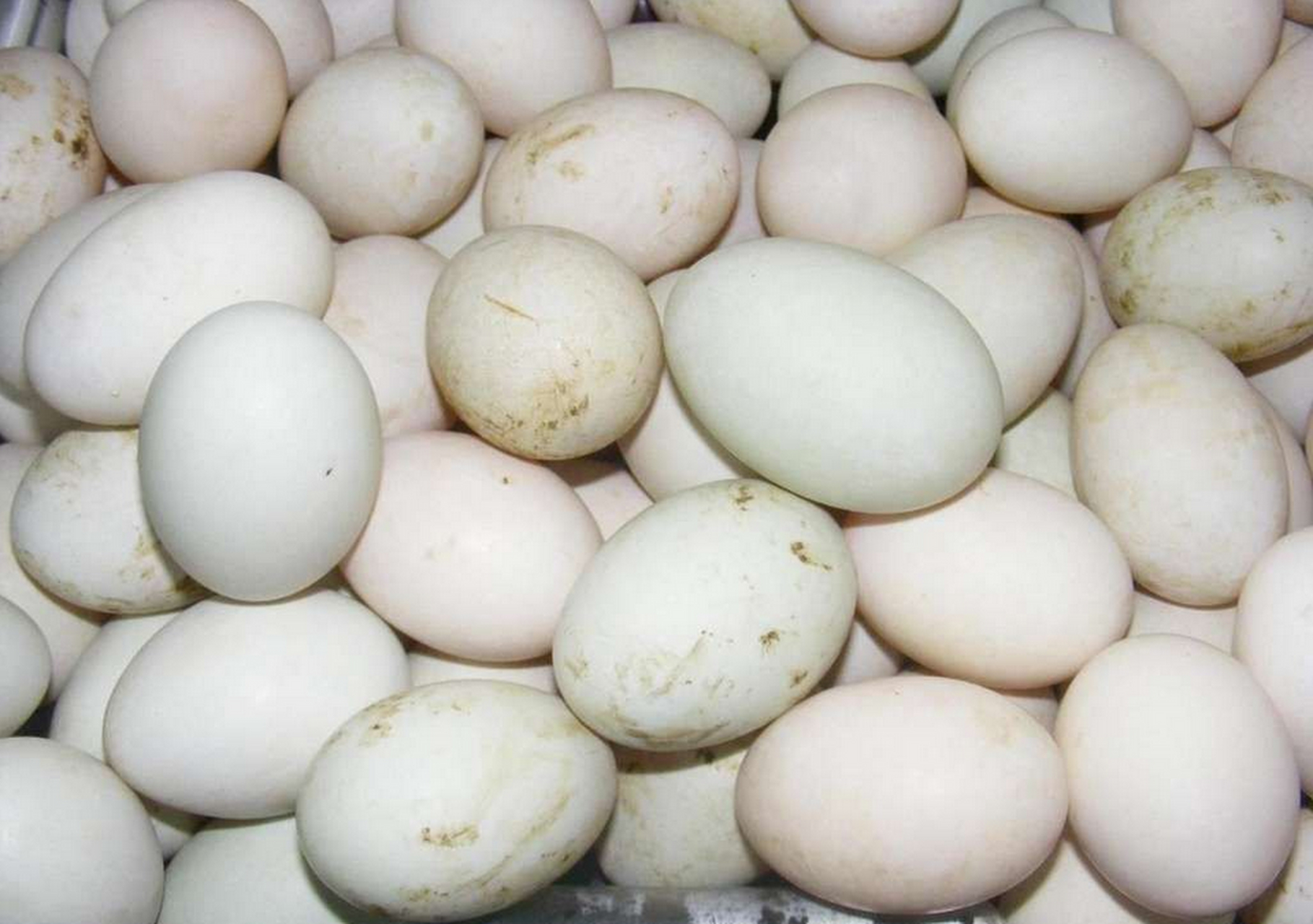 全國鴨蛋主產(chǎn)地行情動態(tài)與資訊更新