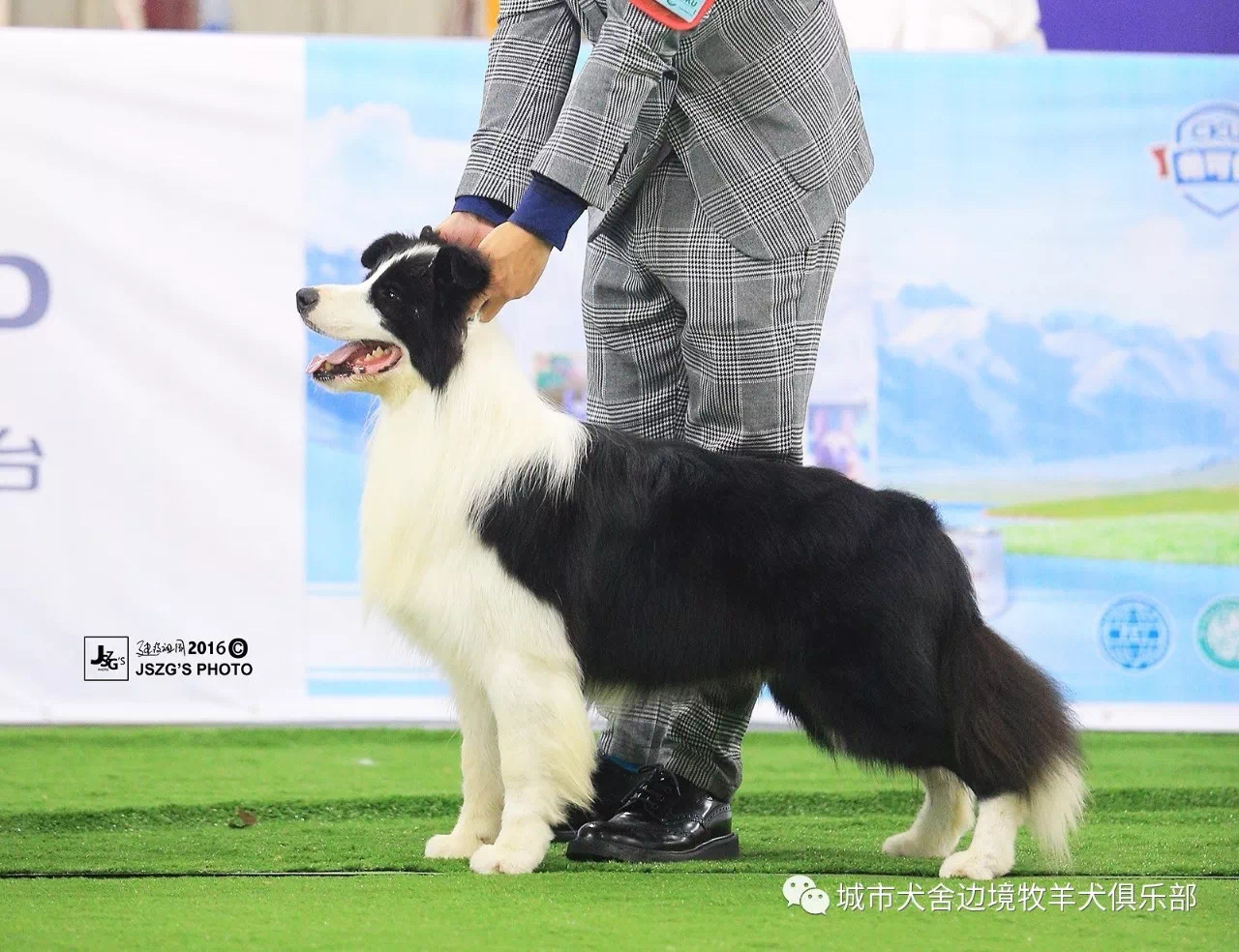 邊境牧羊犬比賽標(biāo)準(zhǔn)，探尋競技衡量尺度的全面解析