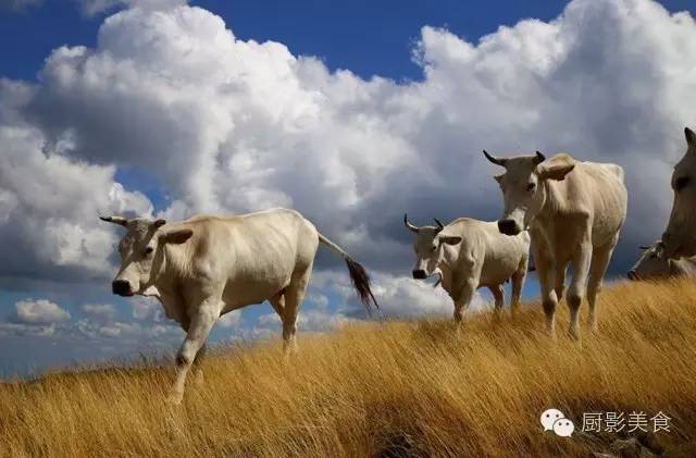 最新牛界風(fēng)云，自然美景探索之旅，鼓舞人心之旅
