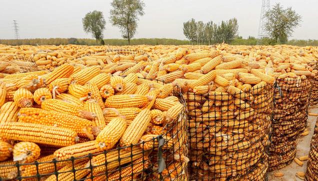 滄州玉米價格實時更新及最新行情