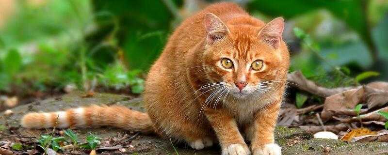 最新金絲貓品種詳解與介紹