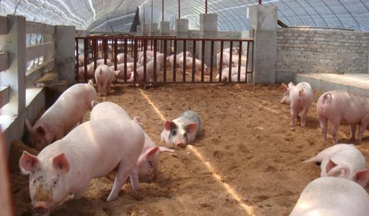 全國生豬行情的勵(lì)志進(jìn)化之旅