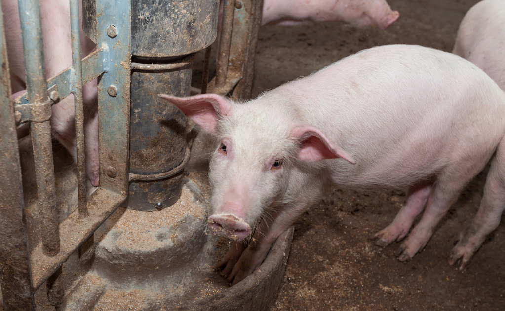 全國生豬行情的勵志進化之旅