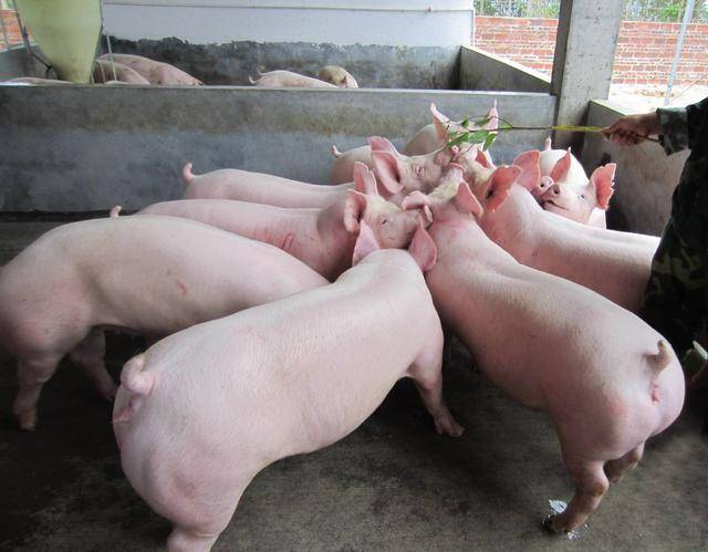 全國生豬行情的勵志進化之旅