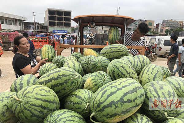 南寧吳圩西瓜上市沒有,南寧吳圩的西瓜與我們的夏日故事