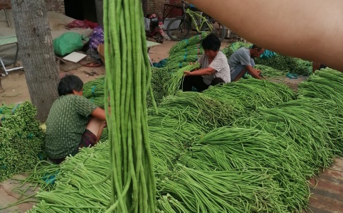 開(kāi)封豆角價(jià)格行情,開(kāi)封豆角價(jià)格行情分析