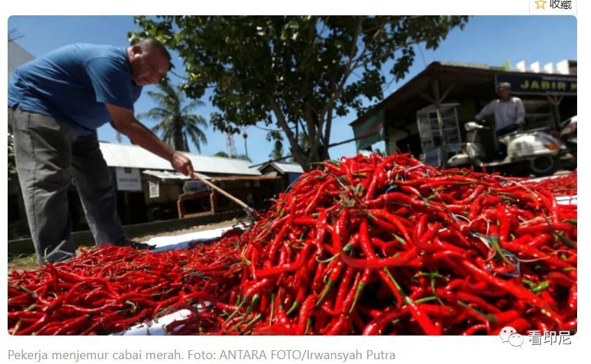 今日紅椒行情深度解析與預(yù)測(cè)