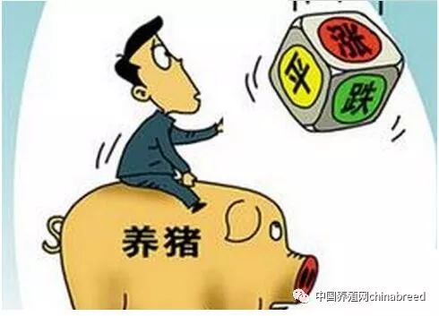 養(yǎng)豬行情預(yù)測(cè)與巷弄深處的秘密小店探秘揭秘