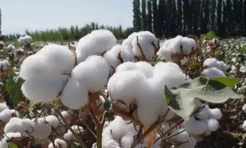 棉花收購(gòu)價(jià)格的奇妙探索之旅