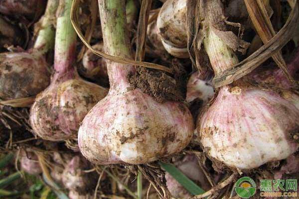 大蒜行情預(yù)測(cè),大蒜行情預(yù)測(cè)