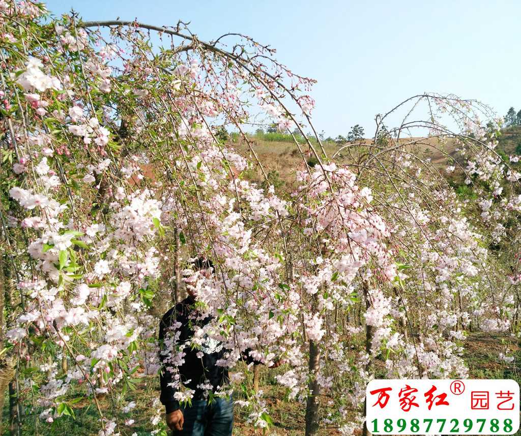 八重紅枝垂櫻花價格——科技與自然的和諧融合之美