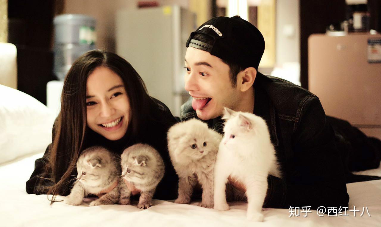 貓的孩子演員表——小巷深處的星光璀璨陣容