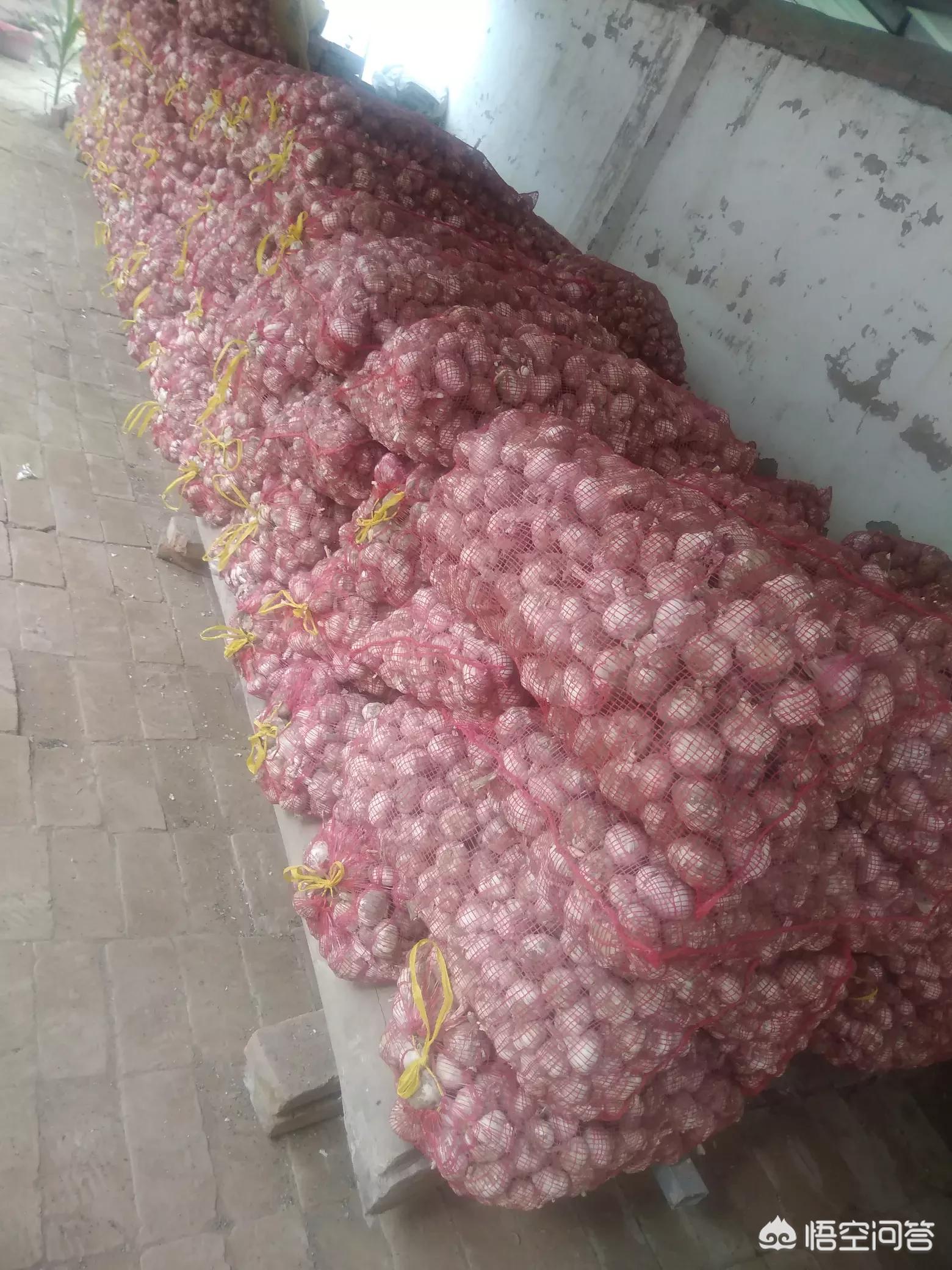 山東金鄉(xiāng)大蒜今日行情深度分析與觀點(diǎn)闡述