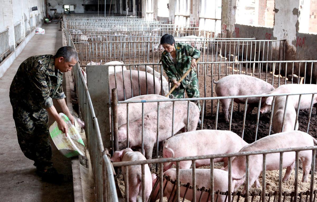 廣西生豬價(jià)格的市場(chǎng)波動(dòng)分析與觀點(diǎn)解析