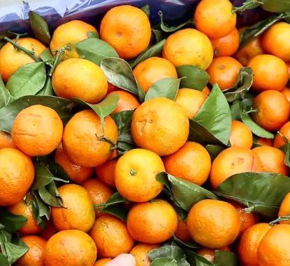 今年沙糖桔價(jià)格行情分析