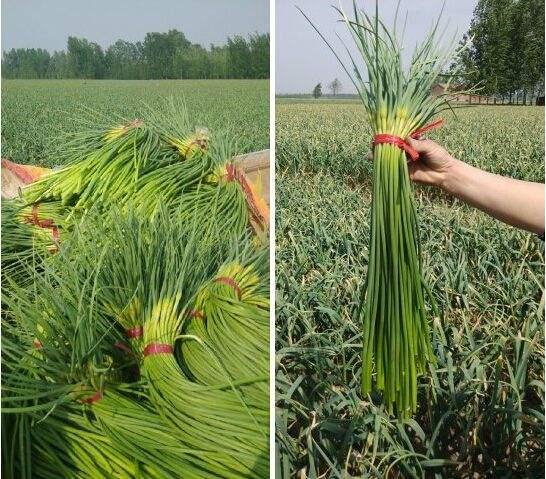 蒜薹最新價(jià)格行情及分析