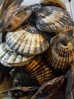 海鮮價(jià)格波動(dòng)因素與市場趨勢分析