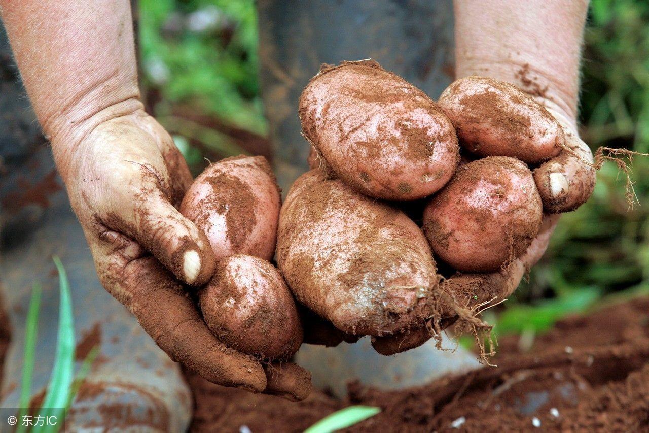 山東最新土豆價(jià)格行情概覽
