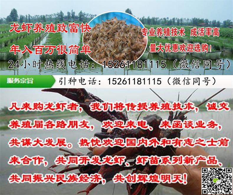 最新蝦苗價(jià)格引發(fā)小城熱議