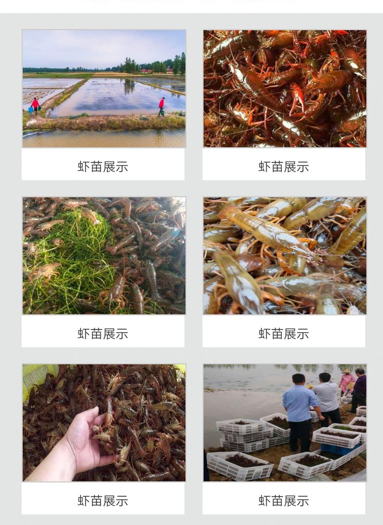 最新蝦苗價(jià)格引發(fā)小城熱議