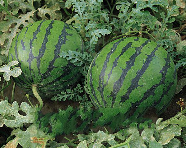 無籽西瓜最新價格行情報告