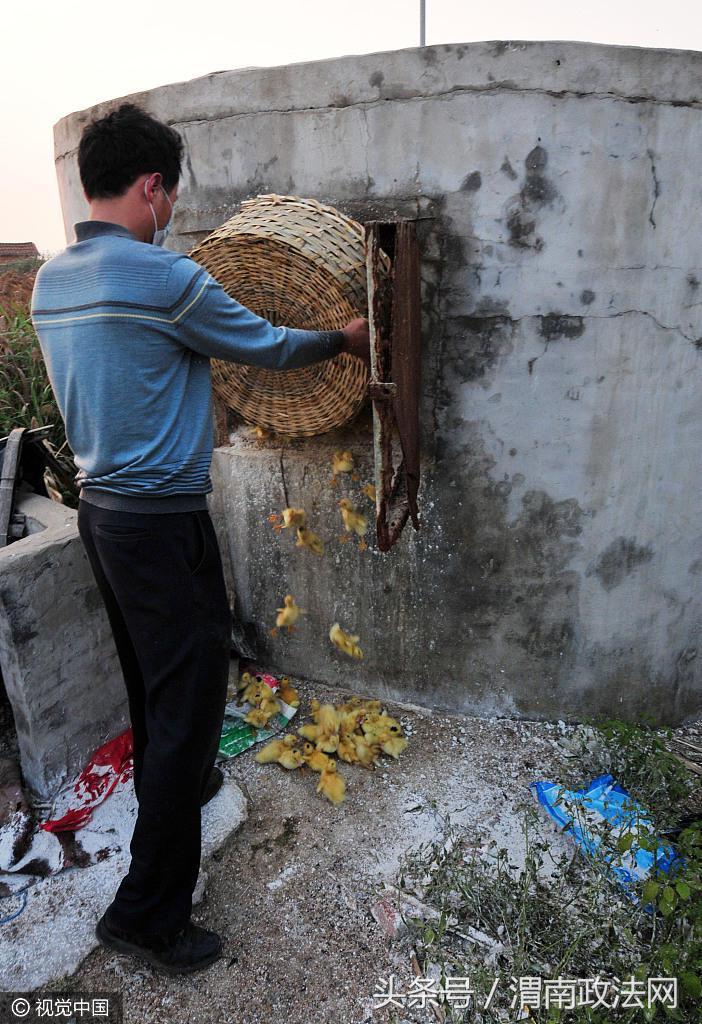 福建H7N9最新疫情動態(tài)更新