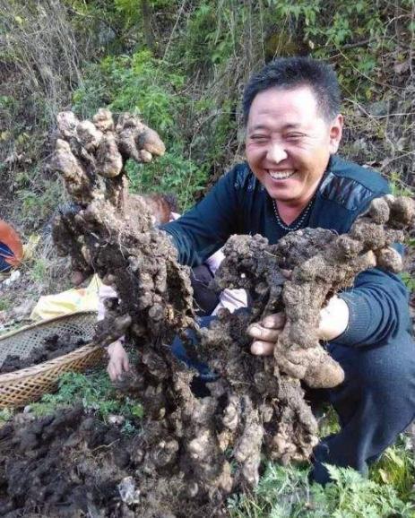 豬苓最新價(jià)格動(dòng)態(tài)及其市場(chǎng)影響深度解析