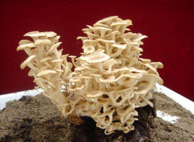 豬苓最新價(jià)格動(dòng)態(tài)及其市場(chǎng)影響深度解析