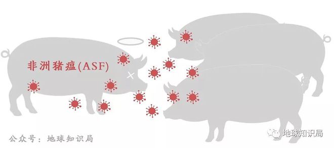 豬最新疫情科技守護先鋒——智能監(jiān)控先鋒行動