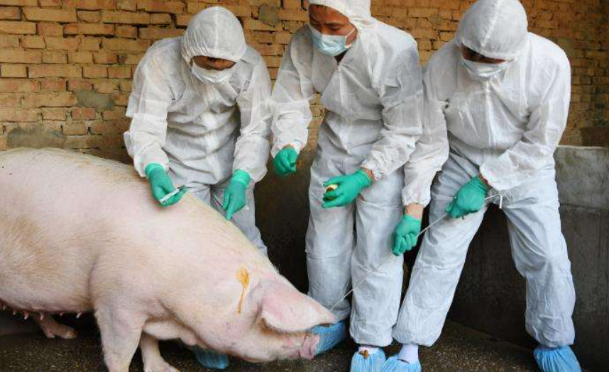 豬最新疫情科技守護先鋒——智能監(jiān)控先鋒行動