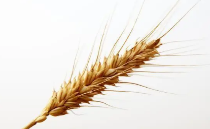 淮北小麥最新行情與麥浪間的溫情故事揭秘