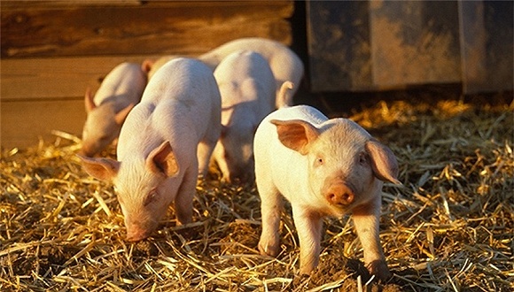 中國非洲豬瘟最新消息,中國非洲豬瘟最新消息