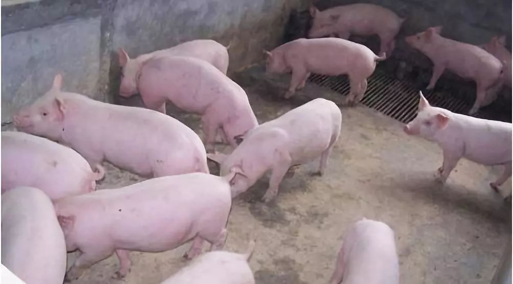 中國非洲豬瘟最新消息,中國非洲豬瘟最新消息