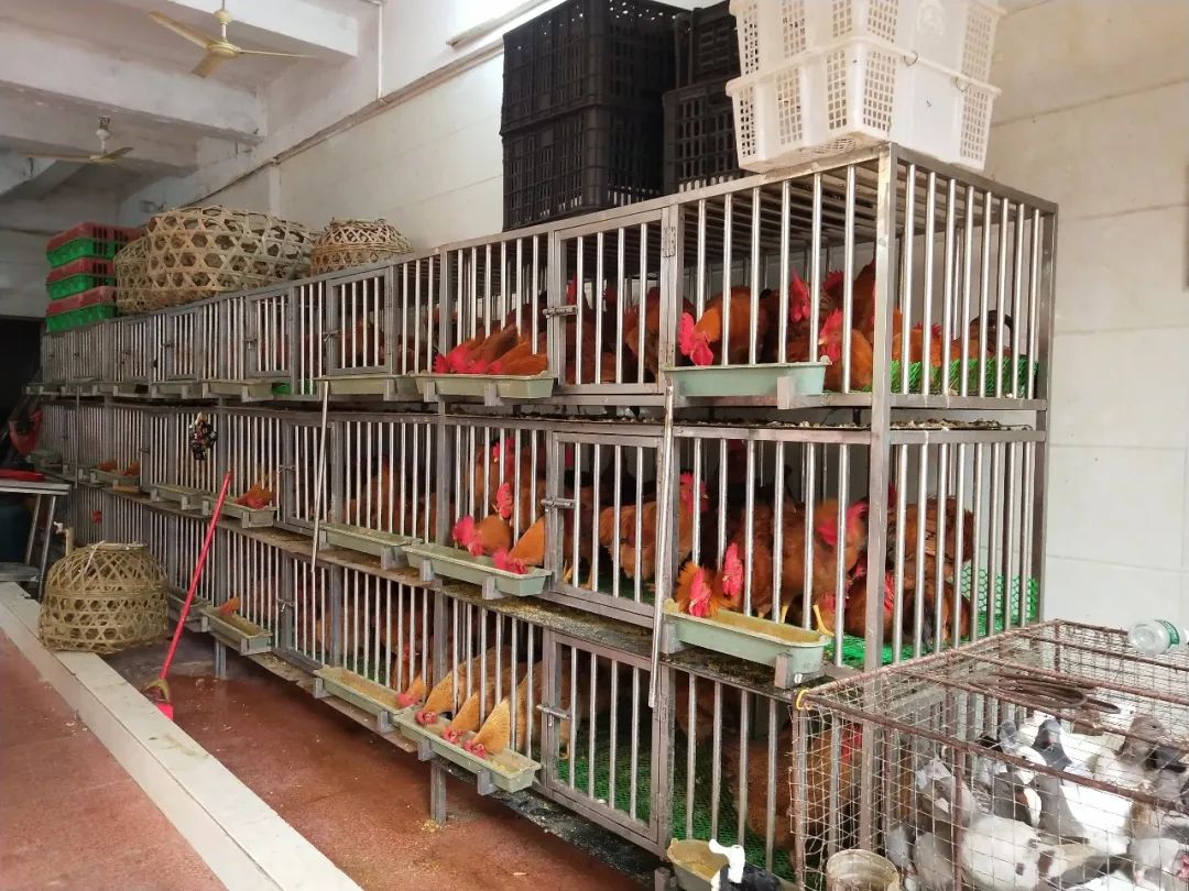 深圳活禽市場最新動態(tài)更新