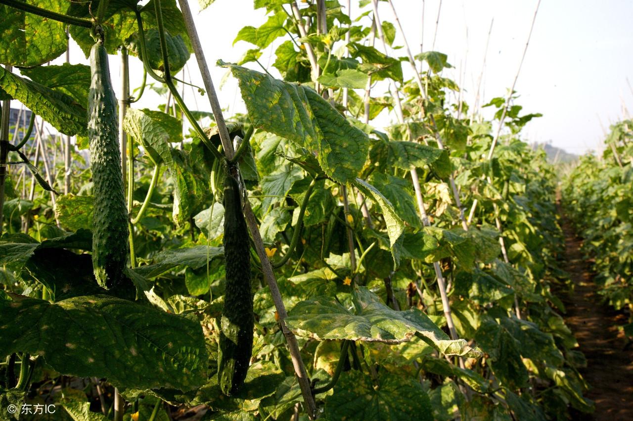 莒縣未來一周天氣預(yù)報更新