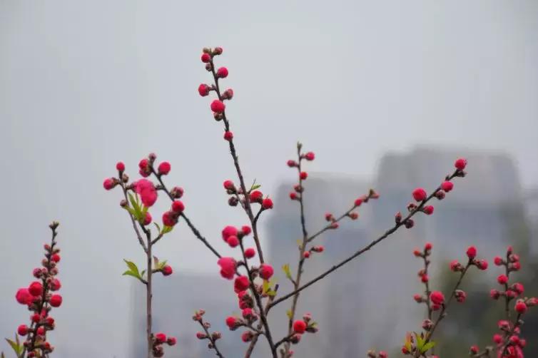 云南紅云公園綠色變革下的勵志之旅最新消息