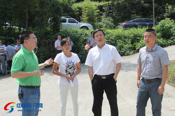 慶元縣長葉青最新任職及其多維度影響分析