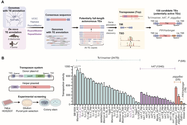基因工程最新進展概覽