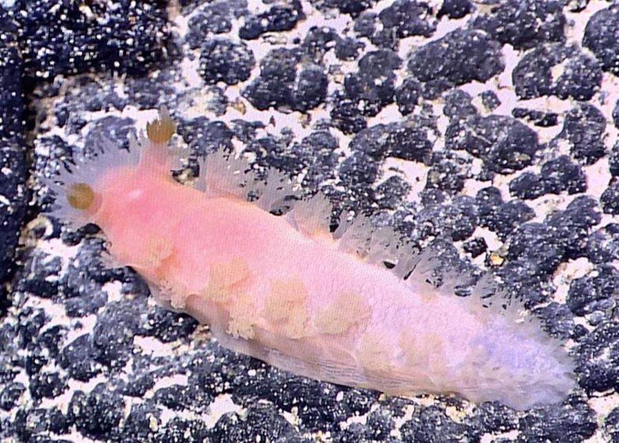 最新采集號觀點(diǎn)論述揭秘