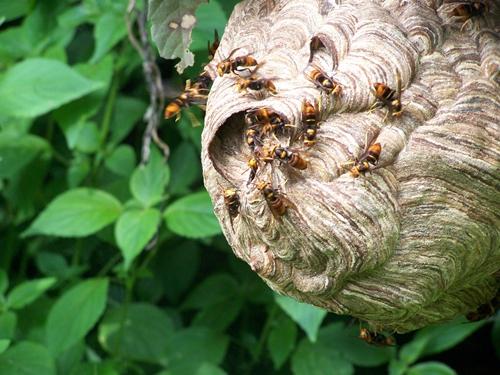 最新報(bào)警信息及應(yīng)對(duì)步驟指南