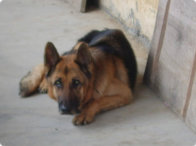 警犬安然，新時(shí)代守護(hù)安全英雄亮相