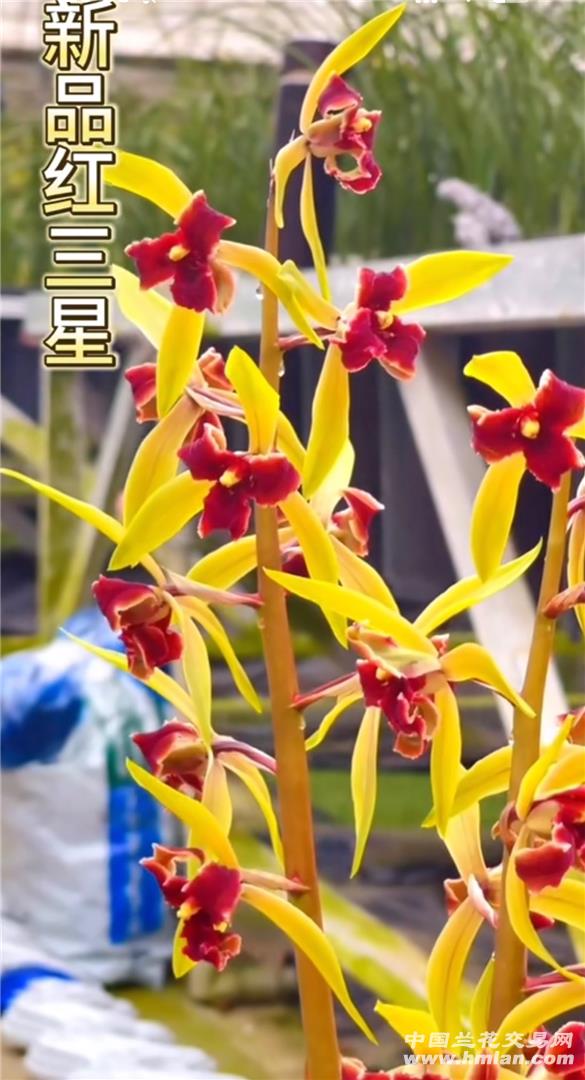 最新蘭花品種與種植步驟指南