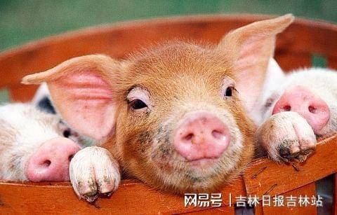 吉林豬瘟最新動態(tài)與探索自然美景之旅