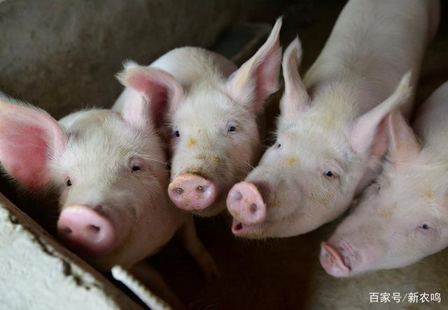 最新小豬價(jià)及其背后的溫馨故事